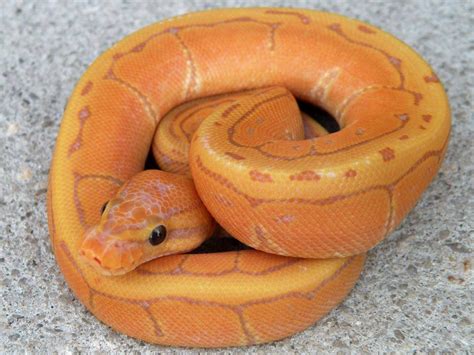 sunset ball python|sunset ball python for sale.